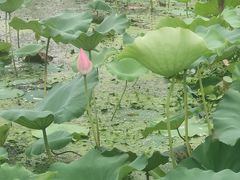 -七的湖·晚芳亭·阳澄湖农家菜·大闸蟹(莲花岛店)