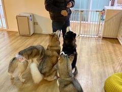 -Husky Go! 哈士奇体验馆·宠物咖啡厅狗咖