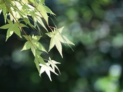 -火炉山森林公园