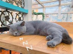 -猫小院猫主题咖啡厅(北锣店)