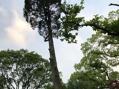 -杭州西湖柳莺里酒店