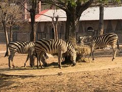 -石家庄市动物园