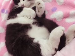 -美联众合爱康动物医院•复杂内科•肿瘤科•牙科•腔镜诊疗中心