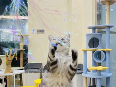 -猫力发电所·宠物专门店