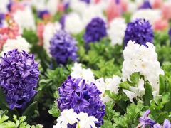 -上海鲜花港