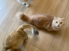 -唐小姐の私宠·宠物洗护美容·撸猫馆·购宠(周浦万达旗舰店)