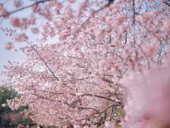-顾村公园