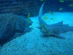 -烟台海昌鲸鲨海洋公园