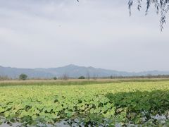 -野鸭湖国家湿地公园