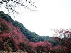 -新建村梅花
