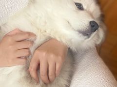 -遇见羊驼·奶狗咖·布偶猫咖·法斗柯基柴犬阿拉斯加(春熙路太古里IFS店)
