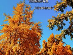 -三里屯东五街银杏大道