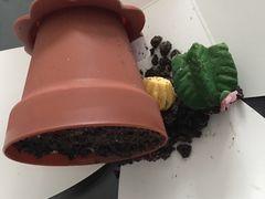 多肉盆栽-85度C(上海兰溪二店)