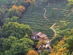 -十八棵（老龙井）御茶园(老龙井店)