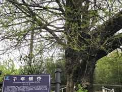 -藏龙百瀑风景区