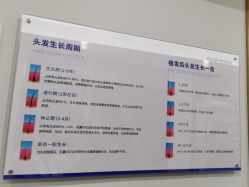 -碧莲盛·不剃发植发