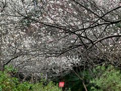 -杭州植物园