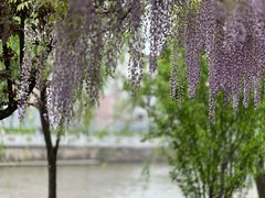 -嘉定紫藤园