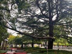 -上海财经大学(国定路校区)