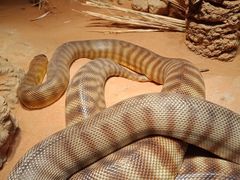 -费瑟代尔野生动物园