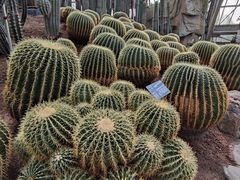 -南山植物园