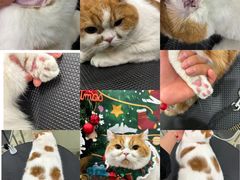 -Pets First伊珊娜洗护·精致美容·家庭式寄养(新会路店)