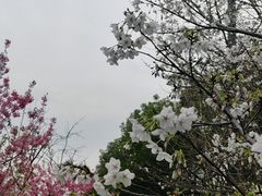 -自然谷恐龙园