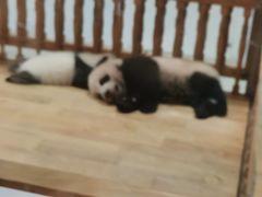 -吉布鲁牛排海鲜自助(龙湖北城天街购物广场店)