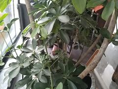-T1Y2糖一盐二·桂林路店