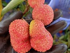 -从化深英荔枝黄皮龙眼采摘园