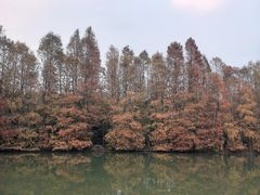 -上海海湾国家森林公园