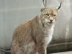 -青藏高原野生动物园