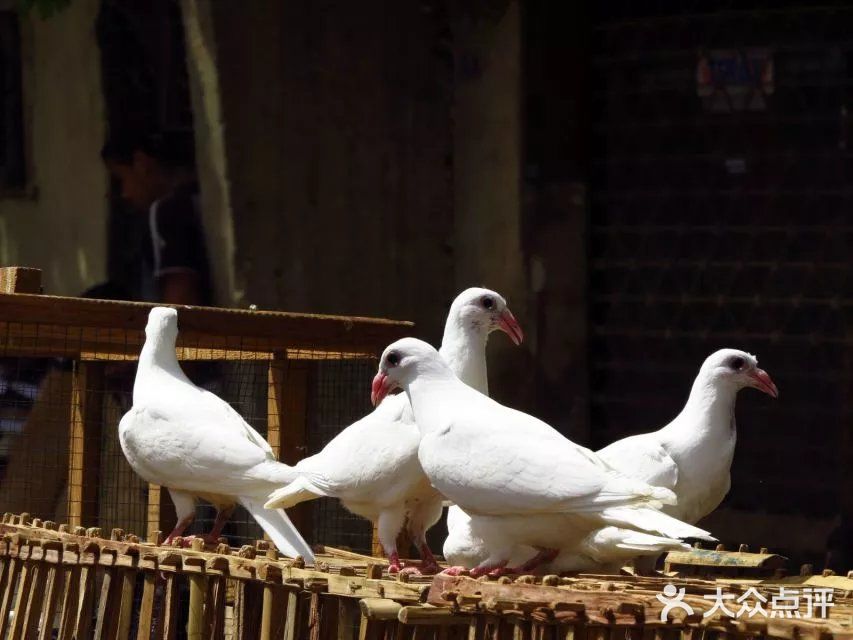鸽子市场,啥子稀奇古怪的小动物都有~