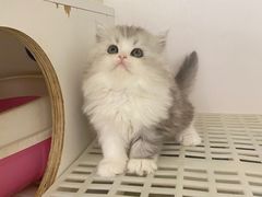 -lincat·猫舍(广州店)