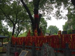 -大槐树寻根祭祖园
