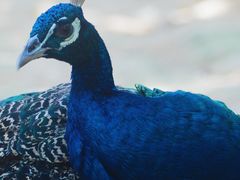 -泉州海丝野生动物世界