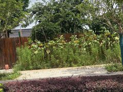 -南汇新场正宗水蜜桃采摘