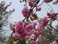 -天适樱花悠乐园