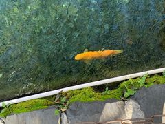 -玉水寨丽江源餐厅