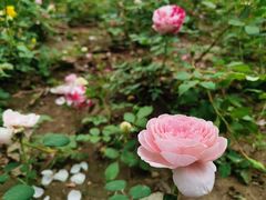 -大兴滨河森林公园