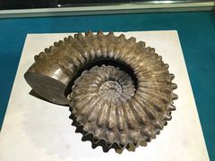 -青岛贝壳博物馆