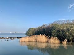 -上海吴淞炮台湾国家湿地公园