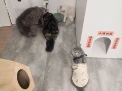 -楼上猫咖(罗湖店)