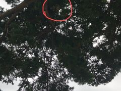 -北海道厅旧本厅舍(旧本庁舎)