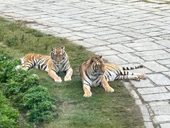-深圳野生动物园