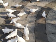 -南宫五洲植物乐园