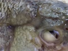 -百姓百味海鲜酒楼(粤垦路总店)