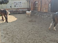 -HERRE·FARM 赫尔露营农场·团建聚会包场