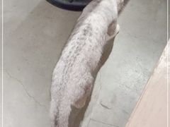 -more than meow吴止猫主题餐厅(承德 中船汇店)