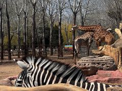 -大连森林动物园